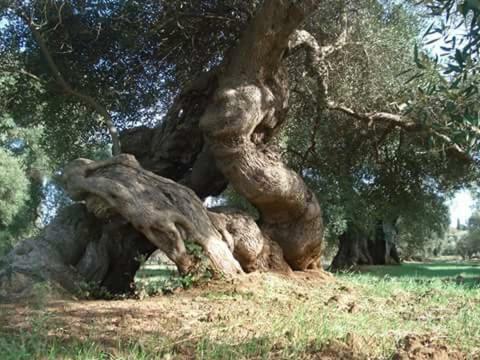 Perla Del Salento Farm stay *